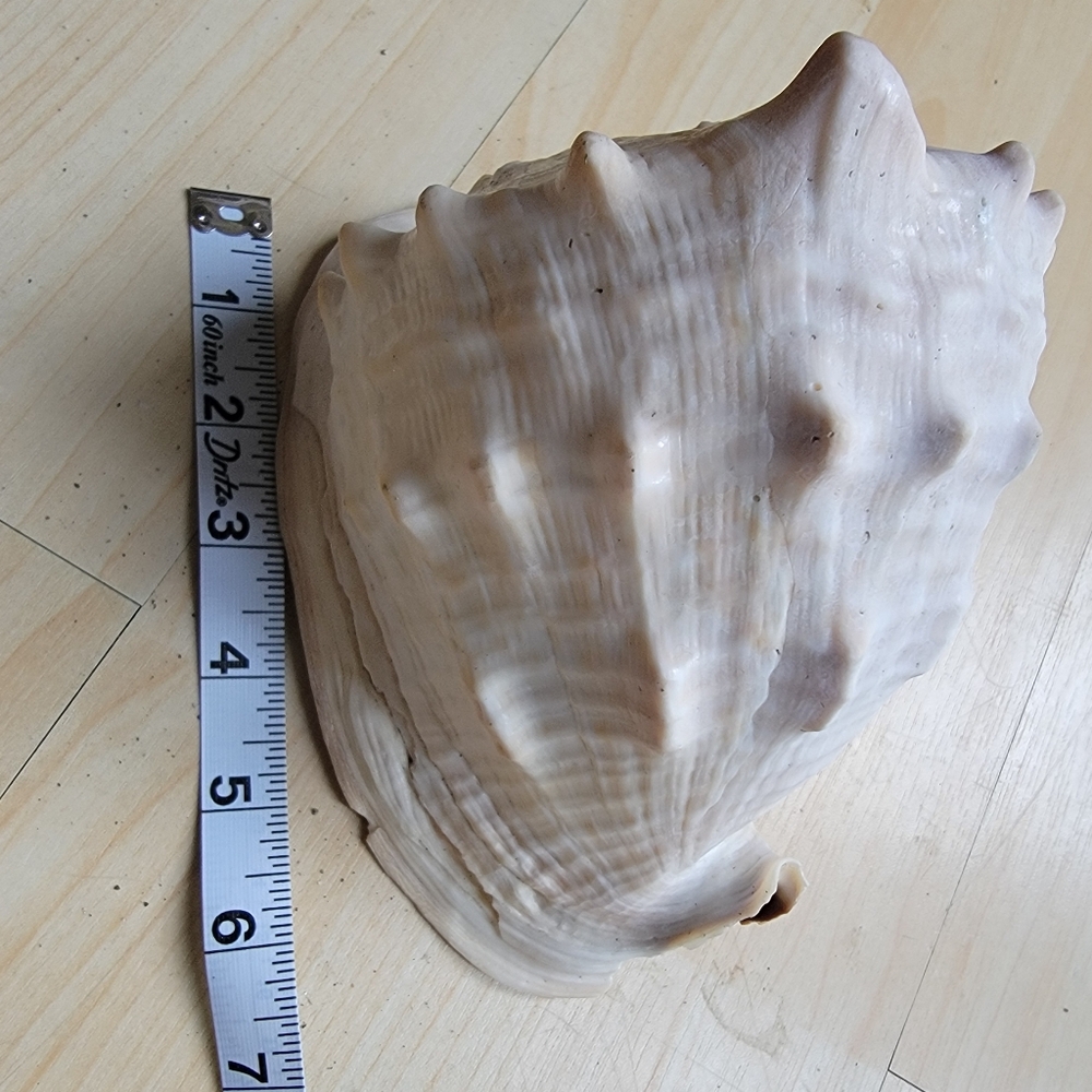 Large Beach Seashell Tan and Brown Cowrie Shell Decor Accent - Picture 7 of 9